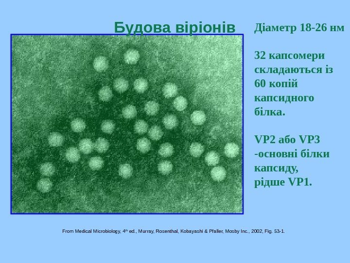   Будова віріонів From Medical Microbiology, 4 th ed. , Murray, Rosenthal, Kobayashi