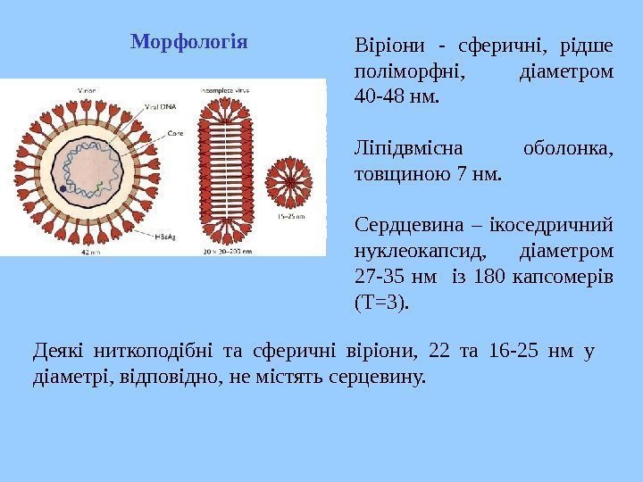   Віріони  - сферичні,  рідше поліморфні,  діаметром 40 -48 нм.