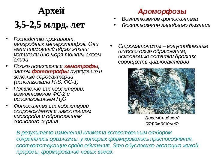 Архей 3, 5 -2, 5 млрд. лет  • Строматолиты – конусообразные известковые образования,