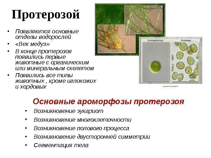 Протерозой  • Появляются основные отделы водорослей •  «Век медуз»  • В