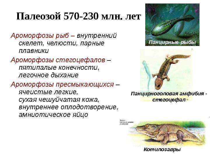 Палеозой 570 -230 млн. лет Ароморфозы рыб – внутренний скелет, челюсти, парные плавники Ароморфозы
