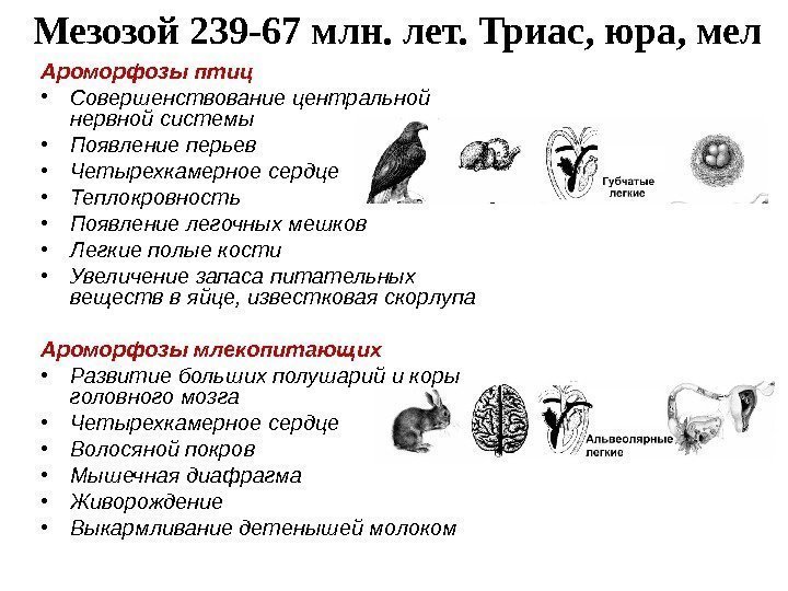 Мезозой 239 -67 млн. лет. Триас, юра, мел Ароморфозы птиц • Совершенствование центральной нервной