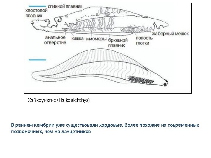 Хайкоуихтис (Haikouichthys) В раннем кембрии уже существовали хордовые, более похожие на современных позвоночных, чем