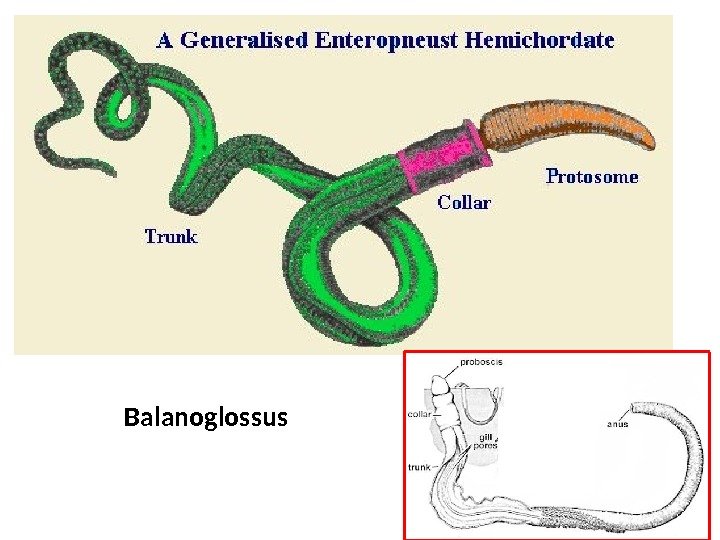 Balanoglossus 