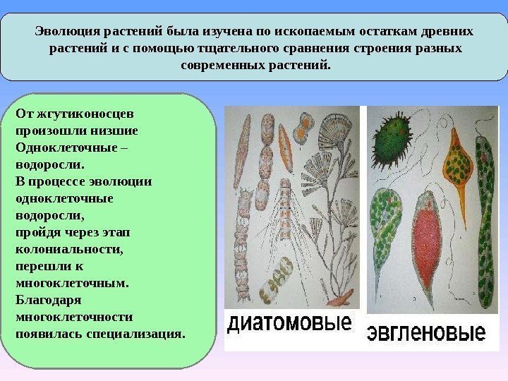  Эволюция растений была изучена по ископаемым остаткам древних  растений и с помощью