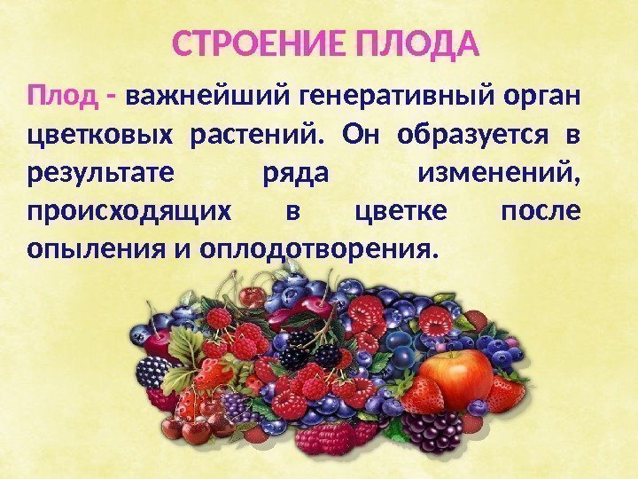 Плод - важнейший генеративный орган цветковых растений.  Он образуется в результате ряда изменений,