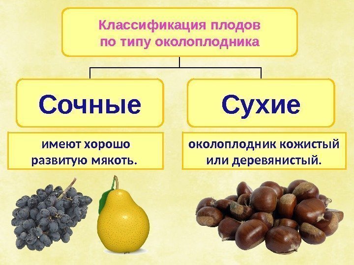 Классификация плодов по типу околоплодника Сочные Сухие имеют хорошо развитую мякоть.  околоплодник кожистый