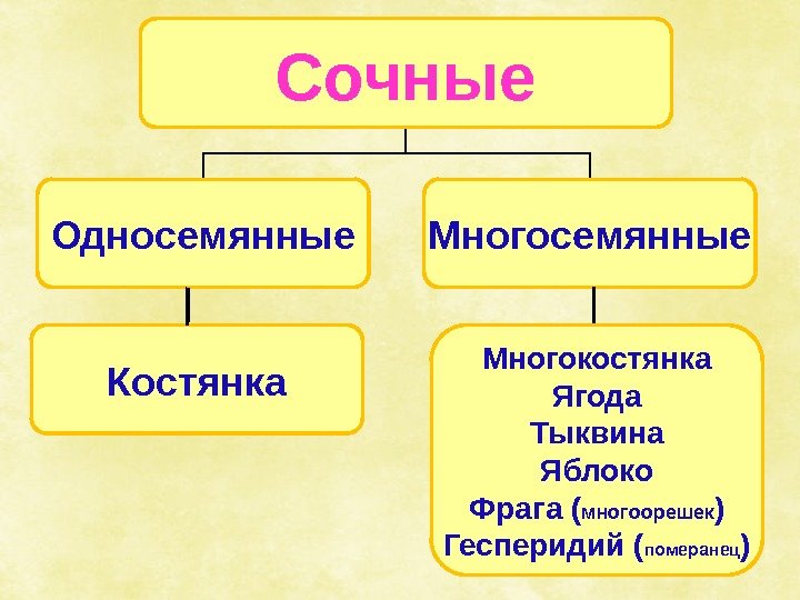 Сочные Односемянные Многосемянные Костянка Многокостянка Ягода Тыквина Яблоко Фрага ( многоорешек ) Гесперидий (