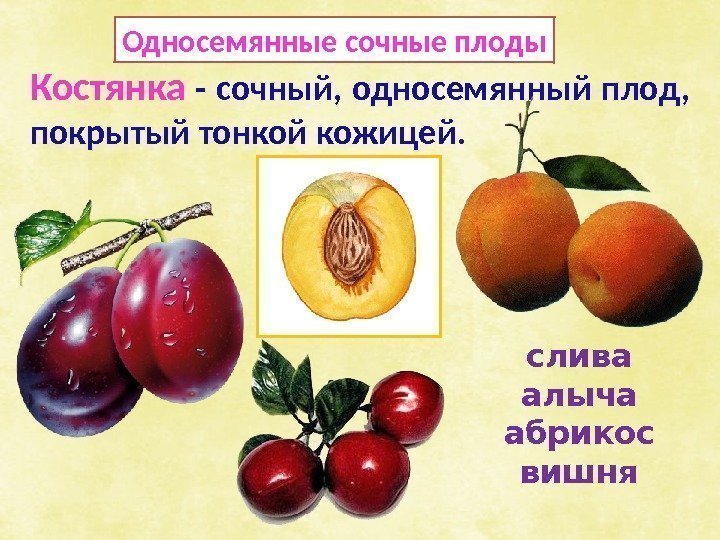 Костянка - сочный, односемянный плод,  покрытый тонкой кожицей. слива алыча абрикос вишня. Односемянные
