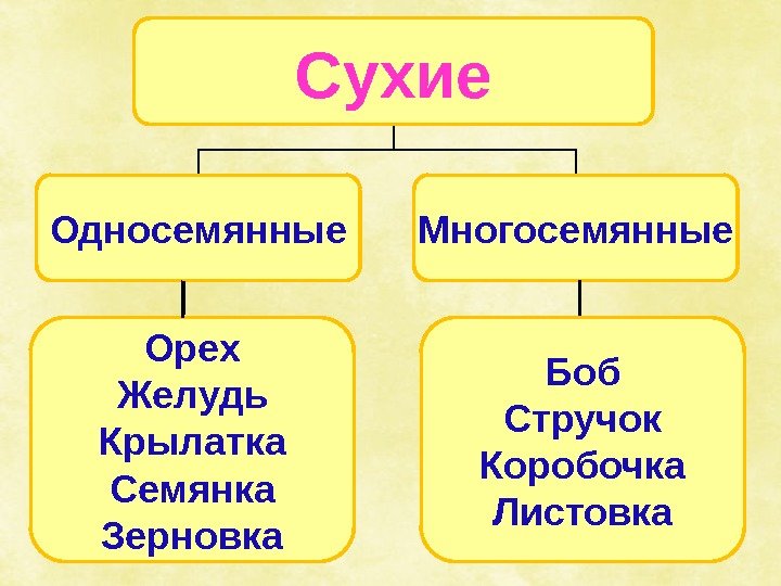 Сухие Односемянные Многосемянные Орех Желудь Крылатка Семянка Зерновка Боб Стручок Коробочка Листовка 