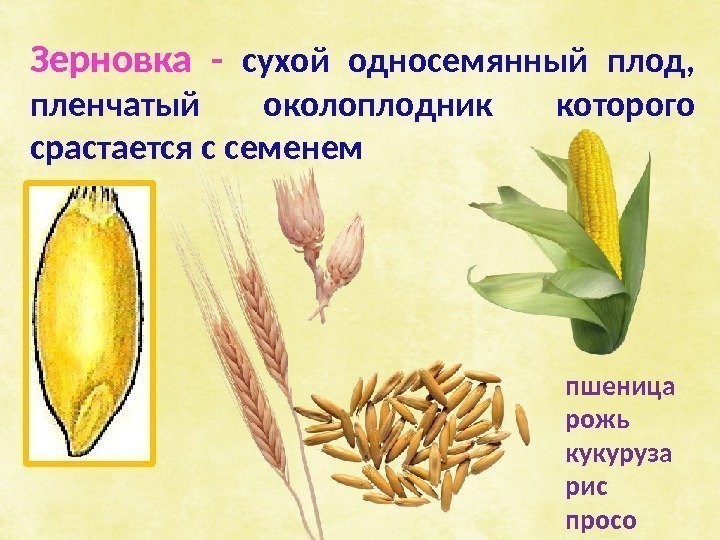 пшеница рожь кукуруза рис просо. Зерновка -  сухой односемянный плод,  пленчатый околоплодник