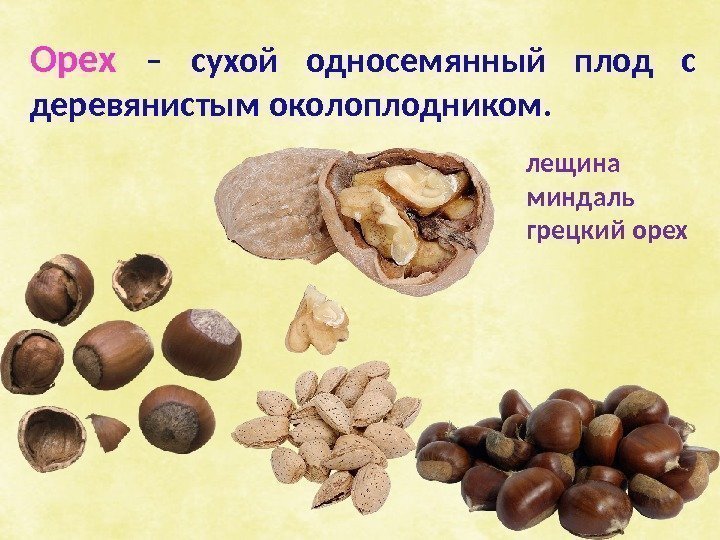 Орех – сухой односемянный плод с деревянистым околоплодником. лещина миндаль грецкий орех 