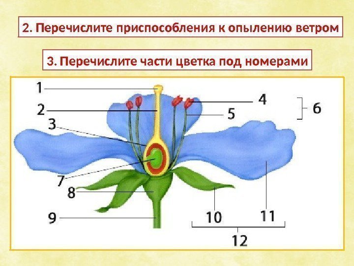 2. Перечислите приспособления к опылению ветром 3. Перечислите части цветка под номерами 