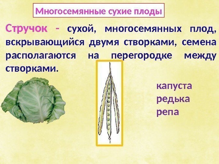 Многосемянные сухие плоды Стручок -  сухой,  многосемянных плод,  вскрывающийся двумя створками,