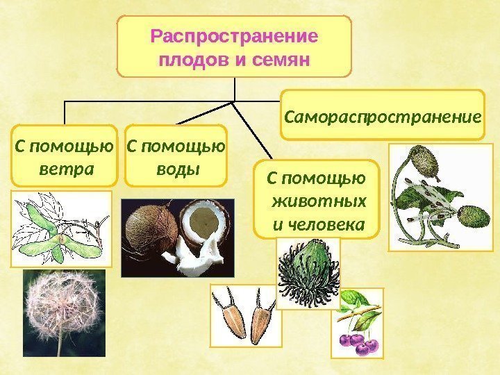 Распространение плодов и семян С помощью  ветра Самораспространение С помощью  воды С