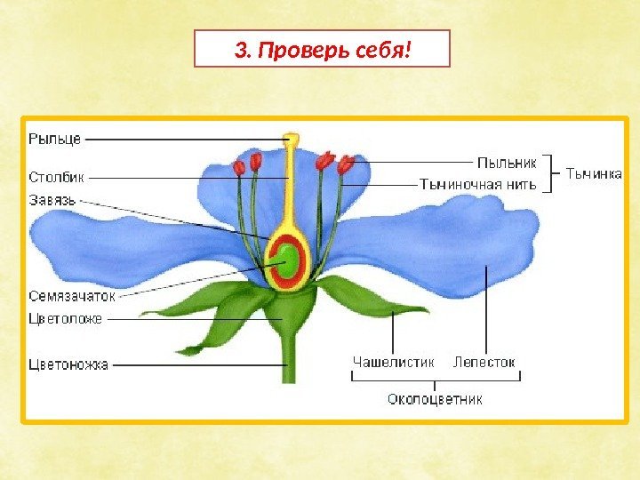 3. Проверь себя! 