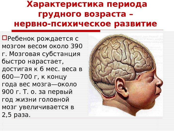 Секреты развития мозга ребенка лаштабега