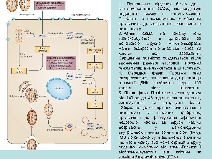 1.  Приєднання вірусних білків до  глікозаміногліканів ( GAGs ) опосередковує ендоцитоз вірусу