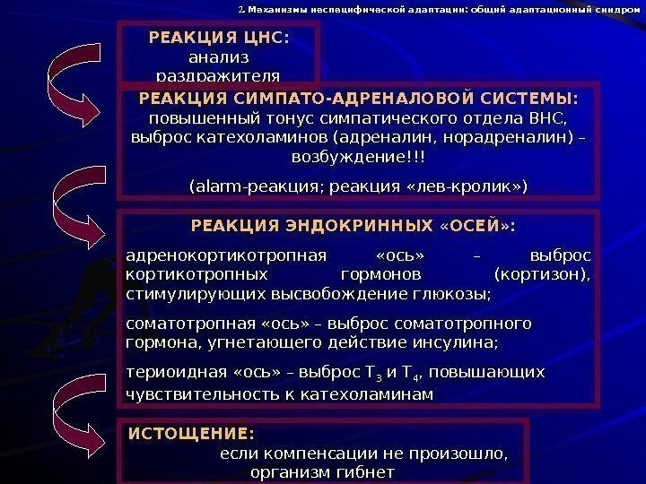   РЕАКЦИЯ ЦНС:  анализ раздражителя РЕАКЦИЯ СИМПАТО-АДРЕНАЛОВОЙ СИСТЕМЫ:  повышенный тонус симпатического