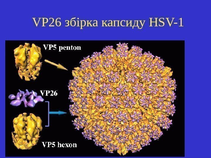   VP 26 збірка капсиду HSV-1 