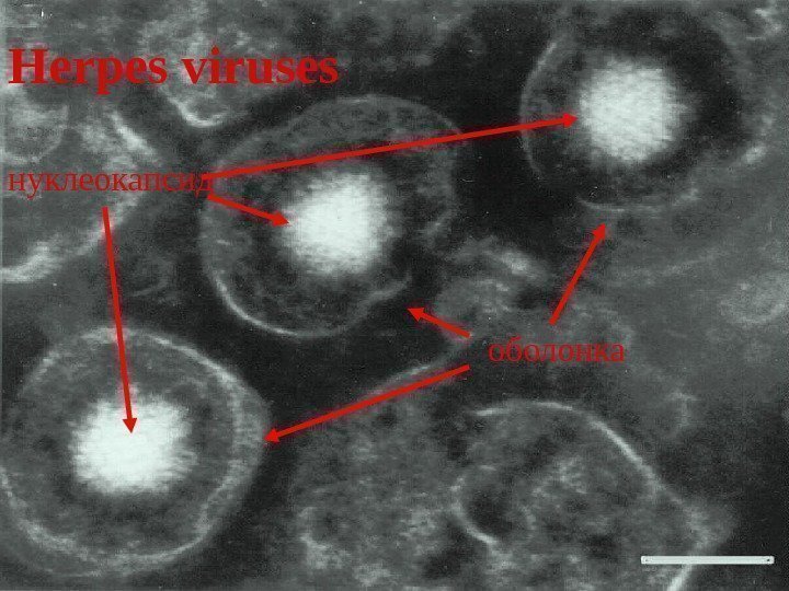 Herpes viruses оболонкануклеокапсид 