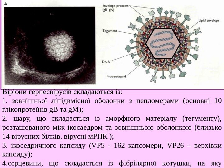   Віріони ге р песвірусів складаються із: 1.  зовнішньої ліпідвмісної оболонки з