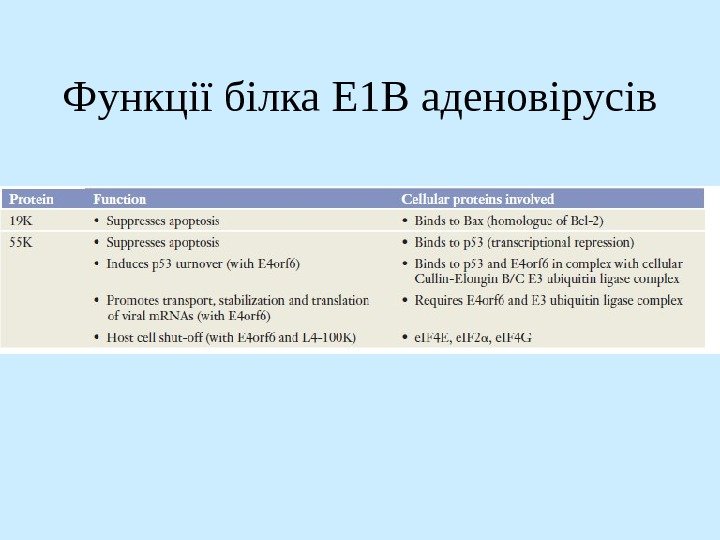   Функції білка E 1 B аденовірусів 