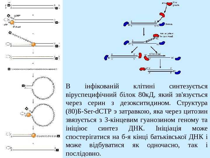   В інфікованій клітині синтезується віруспецифічний білок 80 к. Д,  який зв'язується