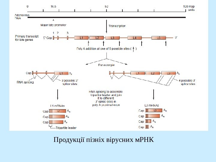   Продукції пізніх вірусних м. РНК 