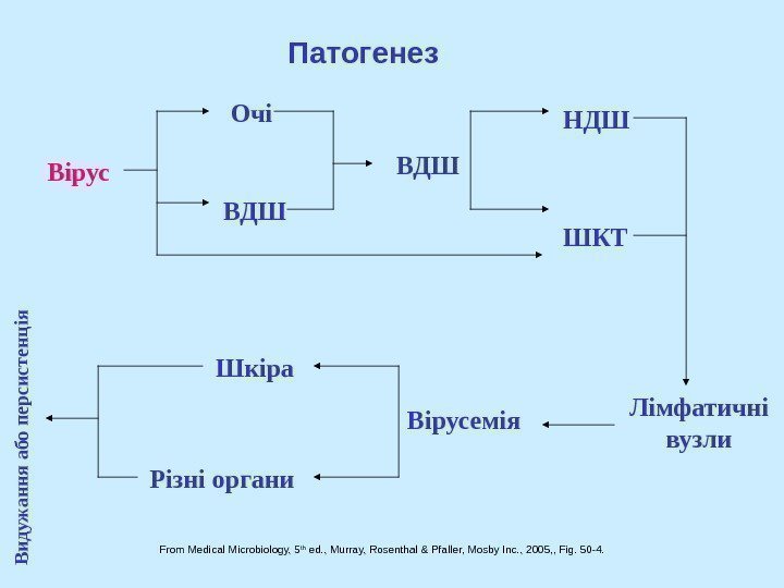   From Medical Microbiology, 5 th ed. , Murray, Rosenthal & Pfaller, Mosby