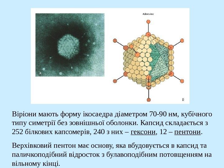   Віріони мають форму ікосаедра діаметром 70 -90 нм, кубічного типу симетрії без
