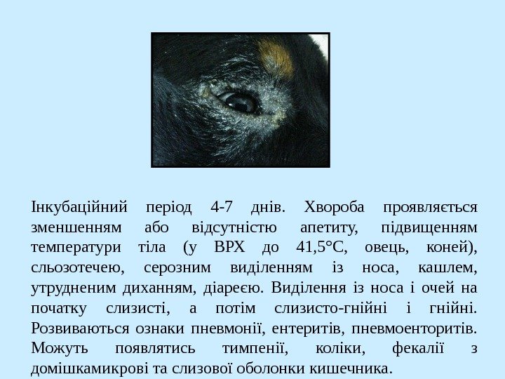   Інкубаційний період 4 -7 днів.  Хвороба проявляється зменшенням або відсутністю апетиту,