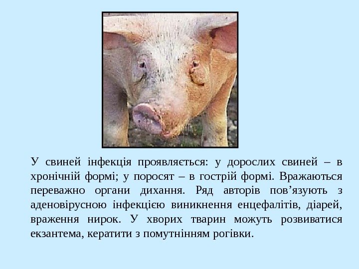  У свиней інфекція проявляється:  у дорослих свиней – в хронічній формі;