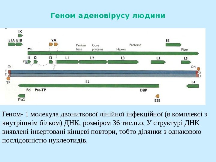   Геном аденовірусу людини Геном- 1 молекула двониткової лінійної інфекційної (в комплексі з