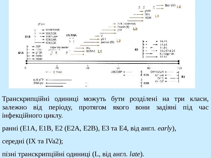   Транскрипційні одиниці можуть бути розділені на три класи,  залежно від періоду,