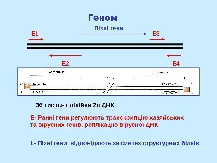  E 1 E 2 E 4 E 3 Пізні гени. Геном 36