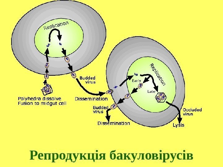 Репродукція бакуловірусів 