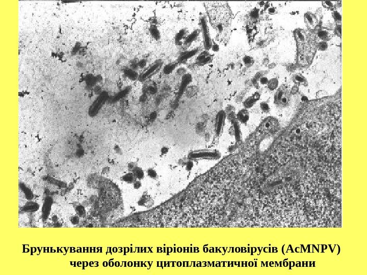 Брунькування дозрілих віріонів бакуловірусів ( Ac. MNPV ) через оболонку цитоплазматичної мембрани 