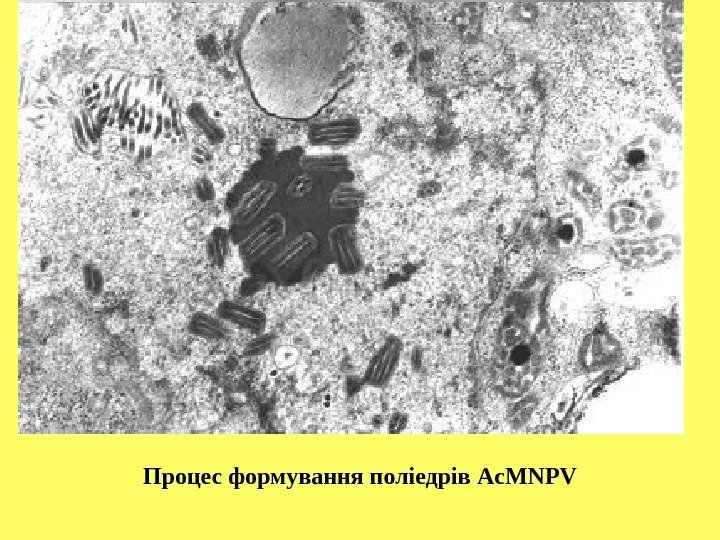 Процес формування поліедрів Ac. MNPV 