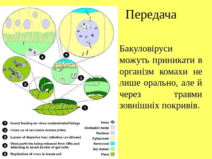 Передача • Бакуловіруси можуть приникати в організм комахи не лише орально,  але й