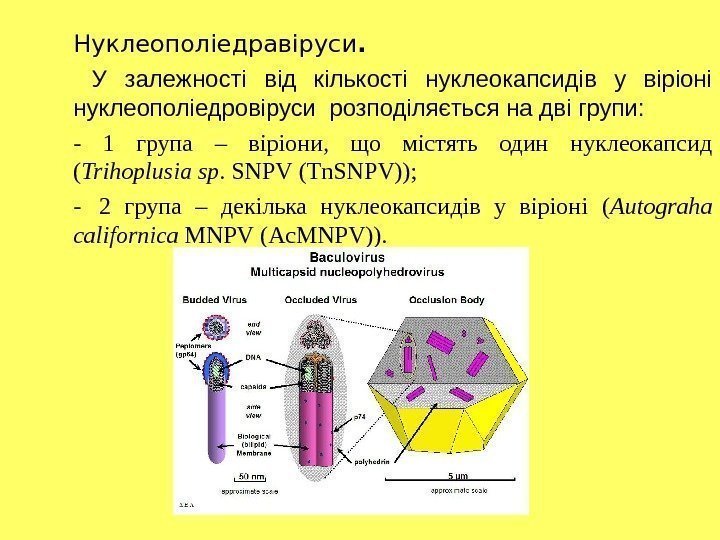 Нуклеополіедравіруси.  У залежності від кількості нуклеокапсидів у віріоні нуклеополіедровіруси розподіляється на дві групи: