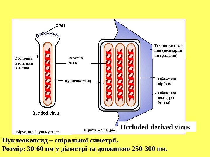 Оболонка з клітини -хазяїна Вірусна ДНК нуклеокапсид Вірус, що брунькується Оболонка віріону Оболонка поліедра