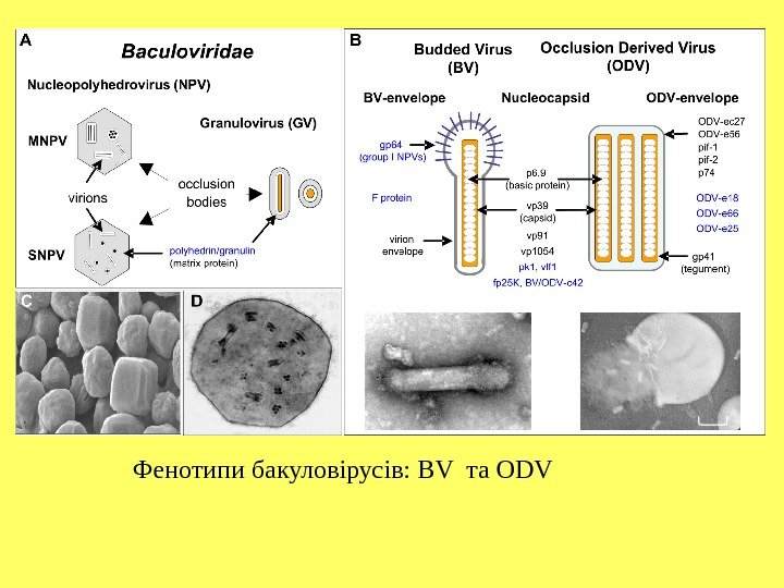 Фенотипи бакуловірусів : BV  та ODV 