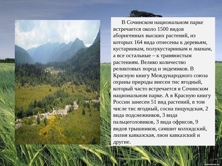   В Сочинском национальном парке встречается около 1500 видов аборигенных высших растений, из