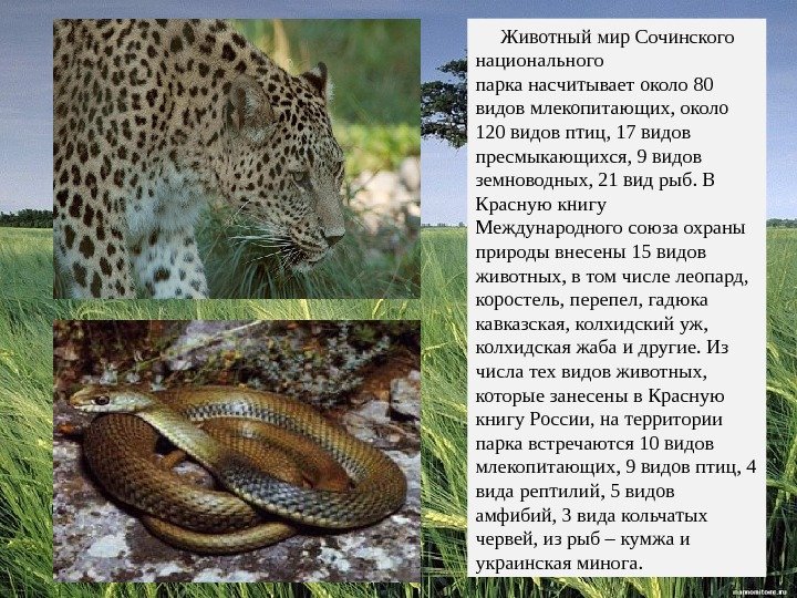  Животный мир Сочинского национального парка насчитывает около 80 видов млекопитающих, около 120 видов
