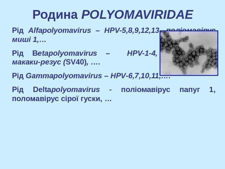   Родина POLYOMAVIRIDAE Рід Alfapolyomavirus – HPV-5, 8, 9, 12, 13 , 