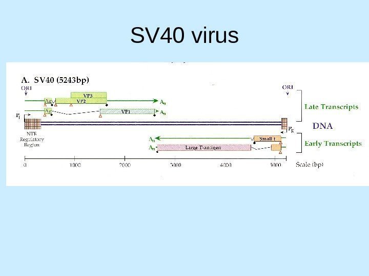   SV 40 virus 
