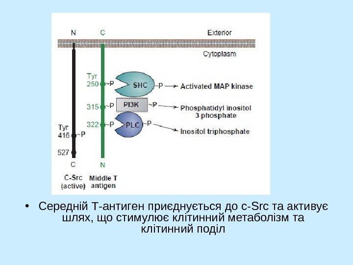   • Середній Т-антиген приєднується до с- Src та активує шлях, що стимулює