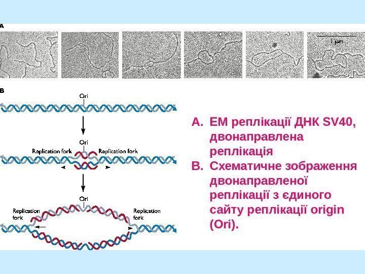  A. EM реплікації ДНК SV 40,  двонаправлена реплікація B. Схематичне зображення