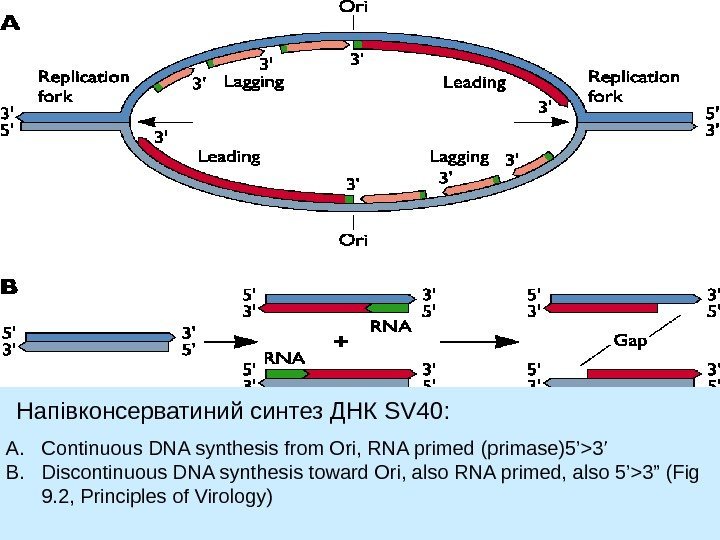   A. Continuous DNA synthesis from Ori, RNA primed (primase)5’3’ B. Discontinuous DNA